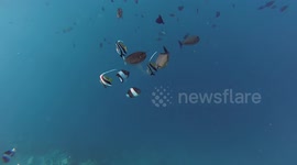 Coral reef fish attack jellyfish