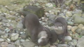 DUPLICATE Baby otter pinned down by parents after trying to steal food off siblings