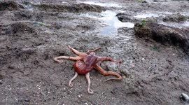 Giant Pacific octopus walks back into the water