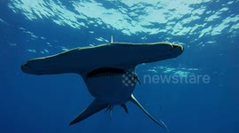Free diving with a massive hammerhead and bull sharks in Florida