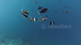 Coral reef fish attack jellyfish