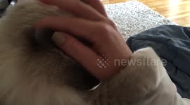Adorable fluffy kitty requests to be pet