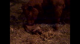 Momma Cow Licking Off Seconds Old Newborn Baby Calf
