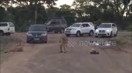 Wild lioness extremely wary of remote control car