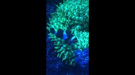 Clownfish dancing