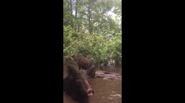 Wild boar looking for food