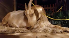 Goat Contacts Aliens