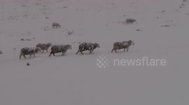 Heavy snow on Cumbria on Friday
