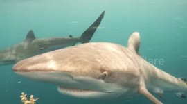 Surrounded by Silky Sharks