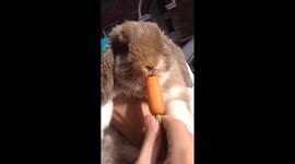 Rabbit munching a carrot