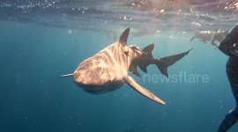 Freediving with bulls, sandbars and lemon sharks in Florida