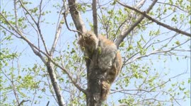 Cat rescued after getting stuck up a tree for five days