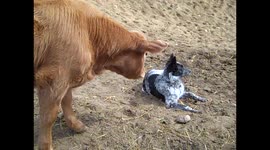 Baby Cow Scares Farm Dog