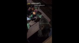 Unusual candy thief!