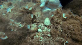 Diver captures octupus