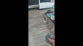 Jacinto the cat bringing the toy! Increasing the level!