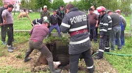 Cow rescued by firefighters in Romania