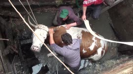Firefighters save cow stuck in septic tank in dramatic two-hour rescue effort