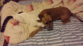 My dog and my cat is in love!