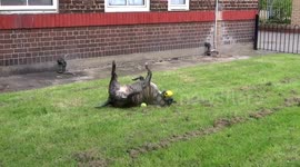 Playful Staffy enjoys the sun in East London
