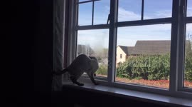 Cat catch a fly