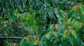 Rare Silver Leaf Monkey Seen in Bintan Island, Indonesia