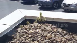 Goose chick drops several metres to rejoin parents