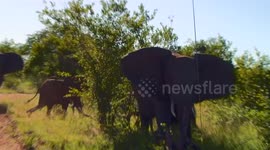 Furious elephants charge safari vehicle in South Africa