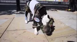 The Sci Fido dog show
