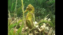 Seahorse giving birth in the wild