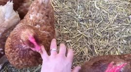 Chickens can't take a compliment