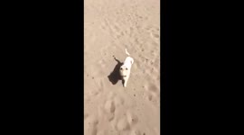 Dog experiences the beach for the first time and loves sand