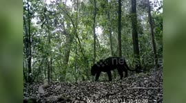 Majestic black panther spotted at tiger reserve in northeastern India
