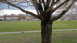 Cherry Blossoms at David Lam Park in Vancouver, Canada