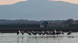 Hundreds of rare birds spotted at Jingxin Wetland in China's Jilin