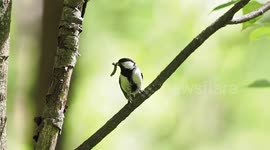 Japanese tits communicate through wing gestures, researchers find