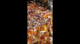Koi carp go crazy for food dropped into pond