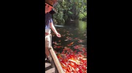 Tourist feeds hundreds of koi carp in pond