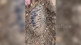 Amateur fossil hunter makes once-in-a-lifetime mammoth tooth find