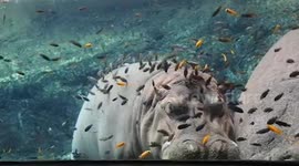 Sleepy hippo enjoys fish spa treatment from his tropical fish tank mates
