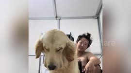 Golden Retriever almost falls asleep while being blow-dried after bath
