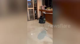 Housewife rushes to carry bag with python out of house using stick