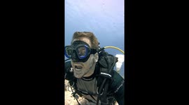 Unique underwater encounter: Cleaner wrasse tends to scuba diver's ears
