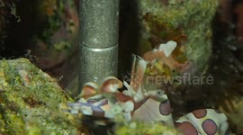 Bejeweled hunter: the dazzling harlequin shrimp