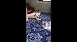 Cat nap bliss: two kitties enjoy a peaceful snooze