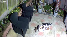 Rat Shares a Meal With Cat