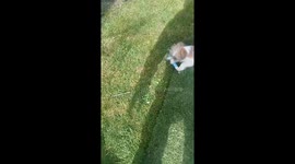 Armed Terrier Terrorizes Garden
