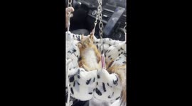 Squirrel Takes a Nap During Drive