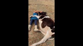 Girl sings cow to sleep in Colombia
