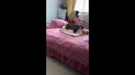 Baby girl almost taken by cat as its child in China